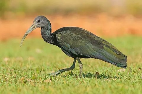 green ibis: a species of ibis, Mesembrinibis cayennensis, found in northern South America and southern parts of...