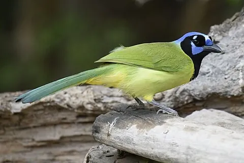 green jay: a species of New World jay (Cyanocorax luxuosus), found in Central America, Mexico, and South Texas