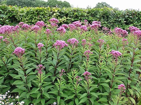 green joe-pye weed: eutrochium purpureum, native to eastern North America