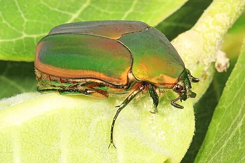 green june beetle: cotinis nitida, a species of beetle found in the eastern United States and Canada