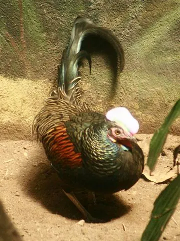 green junglefowl: a species of junglefowl, Gallus varius, native to Java and several islands near it to the east