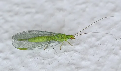 green lacewing: any insect of the family Chrysopidae, a chrysopid