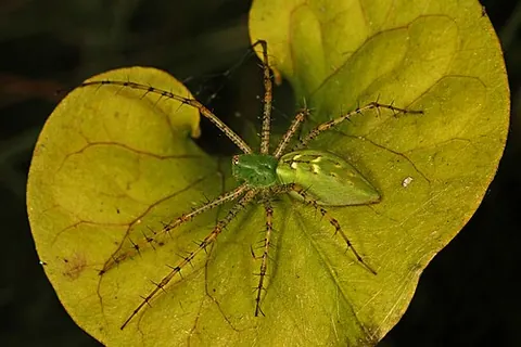 green lynx spider: a large green North American spider (Peucetia viridans), that hunts rather than building a web