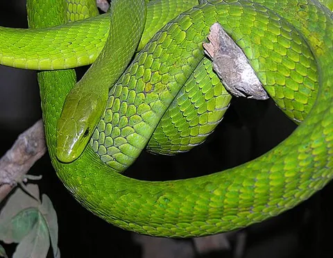 green mamba: dendroaspis angusticeps, a venomous snake native to Africa, the common mamba, eastern green mamba