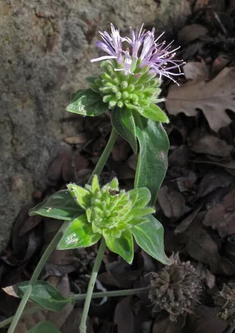 green monardella: monardella viridis, a species of plant in the mint subfamily
