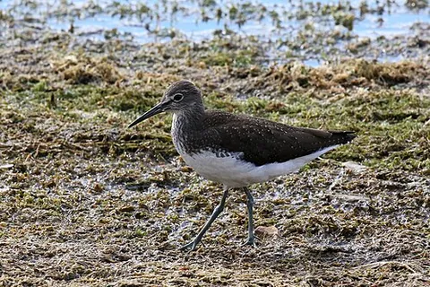 green sandpiper: tringa ochropus, a small wading bird