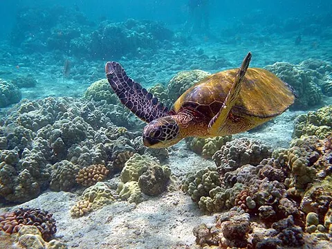 green sea turtle: any member of the species Chelonia mydas of large sea turtles, the only species of the genus...