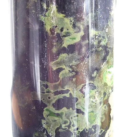 green sulfur bacteria: any of the family Chlorobiaceae of obligately anaerobic photoautotrophic bacteria