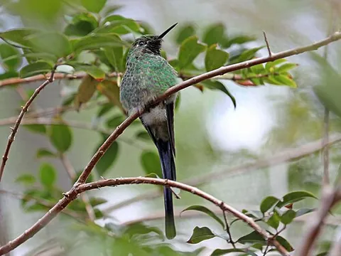 green-tailed trainbearer: a species of hummingbird with a long green tail and native to western parts of South America,...