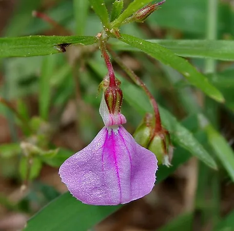 green-violet: any of the genera Hybanthus, Pombalia, or certain others of flowering plants