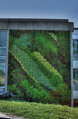 green wall: a wall deliberately covered with living greenery