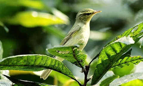green warbler: phylloscopus nitidus, a leaf warbler found in the Caucasus Mountains in south central Europe