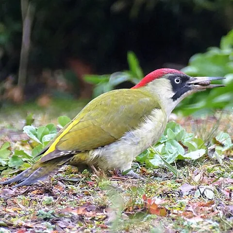 green woodpecker: any member of the species Picus viridis of European woodpeckers