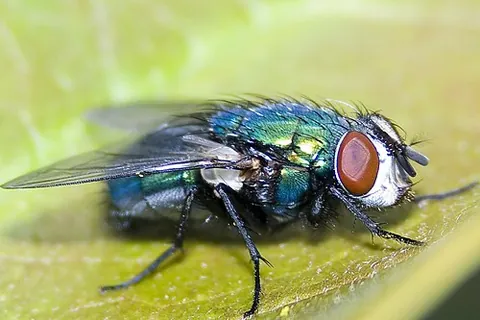 greenbottle: any of various blowflies of the genus Lucilia that are a brilliant metallic green in colour