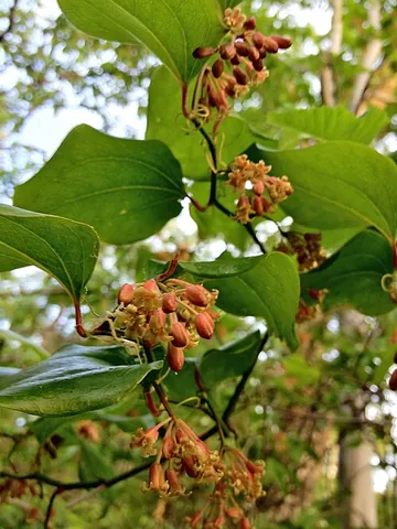 greenbrier: any of several American prickly woody vines of the genus Smilax