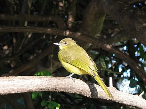 greenbul: any of various birds in the bulbul family Pycnonotidae