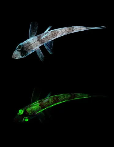 greeneye: any of the deep-sea fish of the family Chlorophthalmidae, that have large iridescent eyes with...