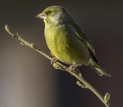 greenfinch: any bird within the genus Chloris (formerly a subset of the genus Carduelis), small passerine...