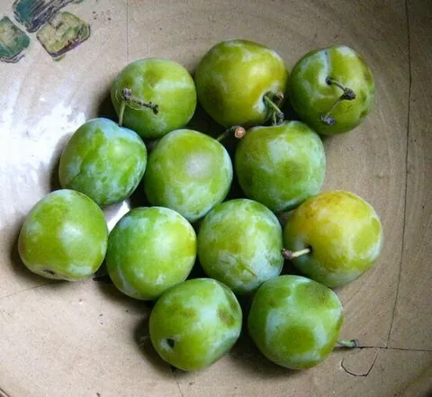 greengage: a plum cultivar with greenish-yellow flesh and skin, Prunus domestica subsp. italica var. claudiana