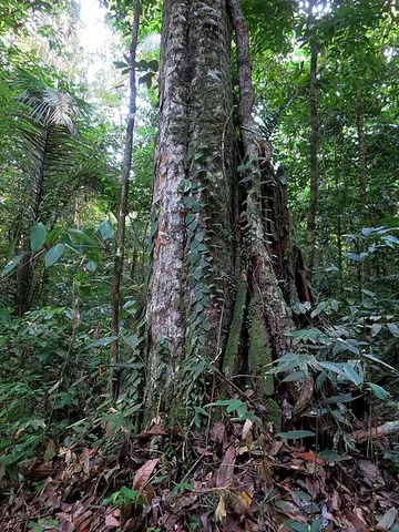 greenheart: a type of tree (Chlorocardium rodiei) native to Guyana