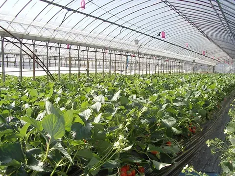 greenhouse: a building used to grow plants, particularly one with large glass windows or plastic sheeting to...