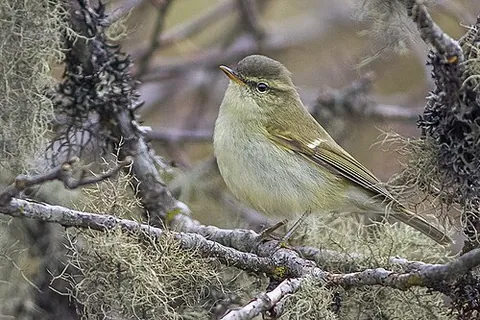 greenish warbler: phylloscopus trochiloides, a widespread leaf warbler with a breeding range in northeastern Europe...