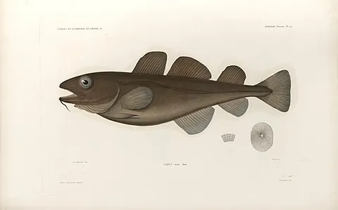 greenland cod: a species of ray-finned fish in the cod family, (Gadus macrocephalus ogac, syn. Gadus ogac)
