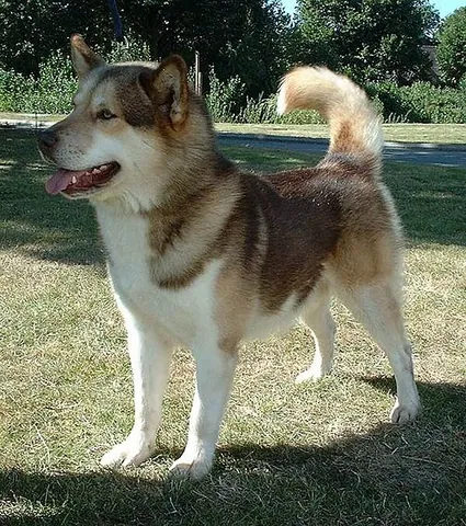 greenland dog: a large breed of husky-type dog kept as a sled dog