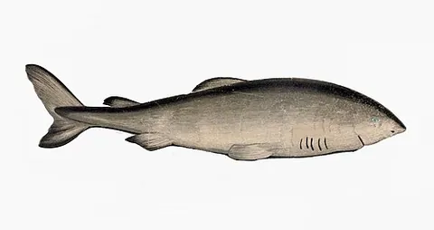greenland shark: a large shark (Somniosus microcephalus) that inhabits the northern Atlantic Ocean