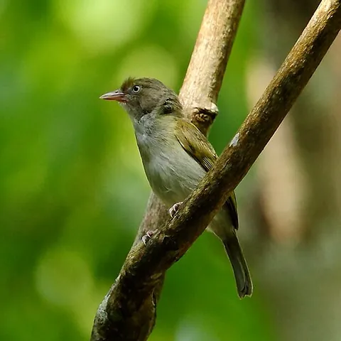 greenlet: any of various birds in the genus Hylophilus