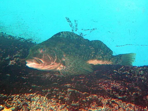 greenling: any of various food fishes, of the family Hexagrammidae, of the northern Pacific