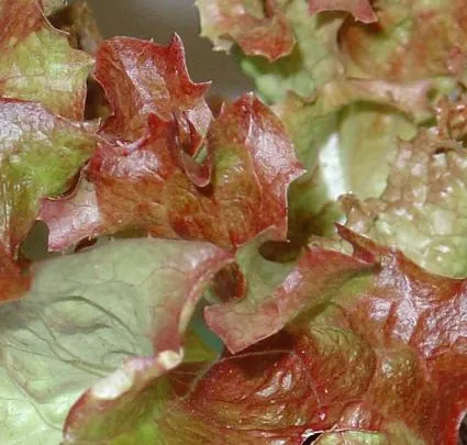 greens: leaves and leaf-like parts of edible plants when eaten as vegetables or in salads