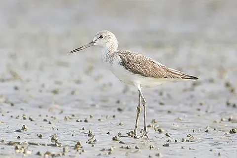 greenshank: a wading bird, Tringa nebularia, that has long greenish legs and is native to Eurasia