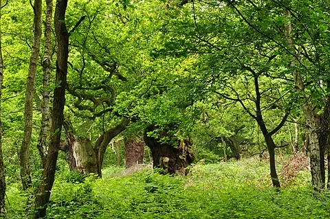 greenwood: a forest in full leaf, as in summer
