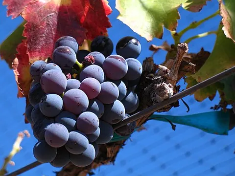 grenache: a specific, widely-planted variety of red wine grape, or a wine made from such grapes