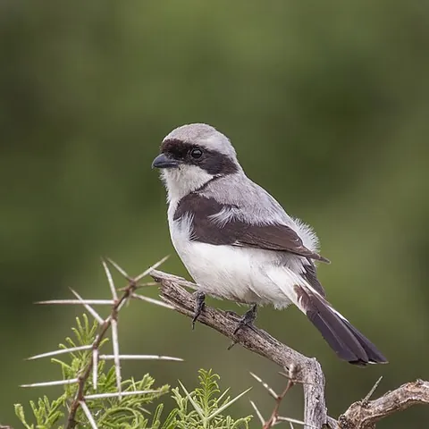 grey-backed fiscal: lanius excubitoroides, a species of bird in the family Laniidae