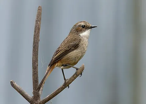 grey bushchat: a bird, Saxicola ferreus