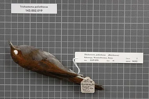grey-chested babbler: an African bird of species Kakamega poliothorax