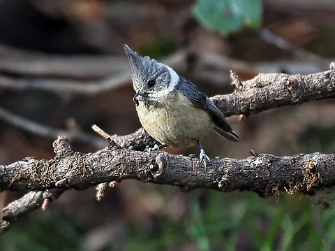 grey crested tit: lophophanes dichrous, a small bird of the tit family Paridae