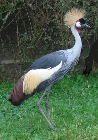 grey crowned crane: balearica regulorum, a bird of the crane (Gruidae) family
