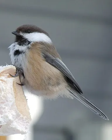 grey-headed chickadee: poecile cinctus, a small bird of the tit family Paridae