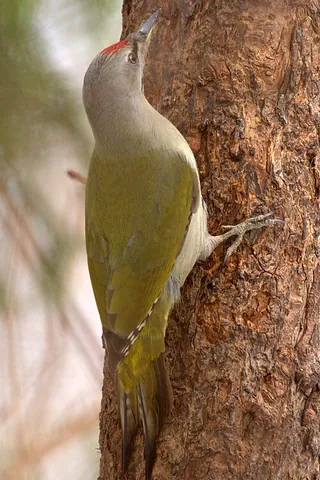 grey-headed woodpecker: picus canus, a Eurasian member of the woodpecker family, greyer than other similar Eurasian...