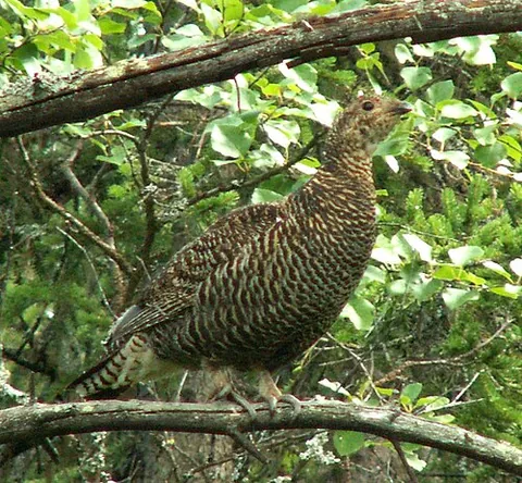 grey hen: a female of the black grouse, Lyrurus tetrix