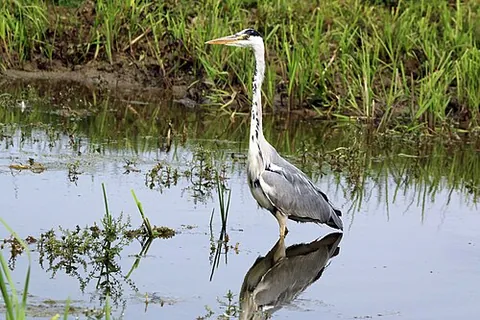 grey heron: ardea cinerea, an Old World wading bird of the heron family