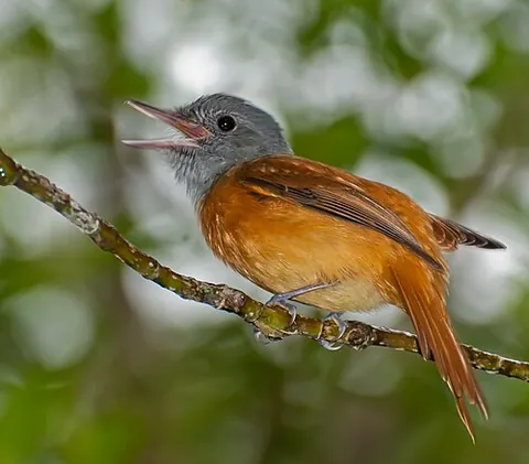 grey-hooded attila: a bird native to Brazil, Attila rufus
