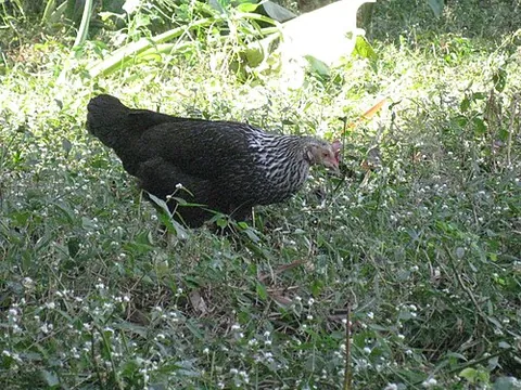 grey junglefowl: a species of fowl, Gallus sonneratii, endemic to India