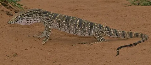 grey monitor: a subspecies of desert monitor, Varanus griseus griseus, ranging in colours from simple grey to...