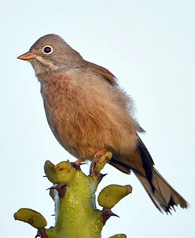 grey-necked bunting: emberiza buchanani, a passerine bird in the bunting family Emberizidae