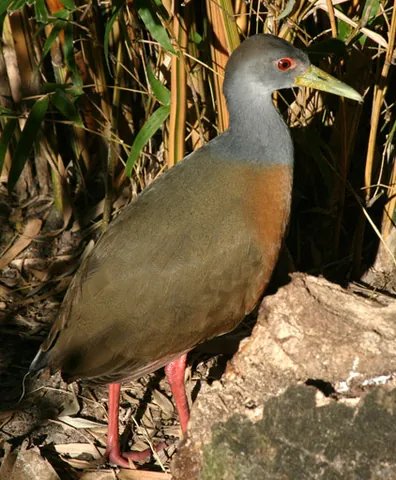 grey-necked wood rail: aramides cajanea, a bird from the family Rallidae