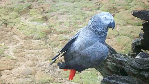 grey parrot: an African parrot of the species Psittacus erithacus
